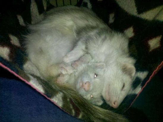Xena and Xara snugging in their favorite hammy